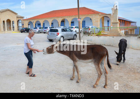 Dipkarpaz, Penisola Karpas, Cipro del Nord - 3 OTT 2018: donna più anziana di alimentazione asini selvatici con carote su un parcheggio esterno. Questi simpatici animali sono popolari locali di attrazione turistica. Foto Stock