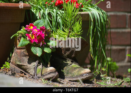 Fiori in vecchie scarpe in giardino Foto Stock