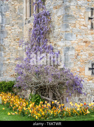 Glicine colorate sulle mura fortificate del castello di Hever nel Kent vicino a Edenbridge, casa ancestrale di Anne Boleyn, seconda moglie di Re Enrico VIII Foto Stock