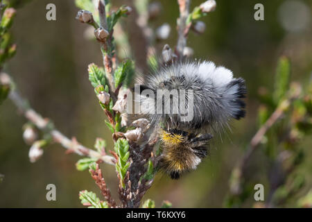 Pale tussock moth (Calliteara pudibunda) larva o baco appena dopo moulting (muta) accanto al suo vecchio molt, muta, pelle, sulla pianta di erica, REGNO UNITO Foto Stock