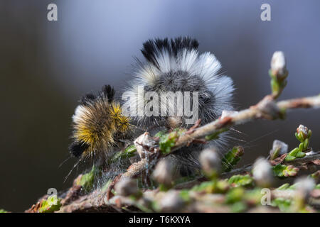 Pale tussock moth (Calliteara pudibunda) larva o baco appena dopo moulting (muta) accanto al suo vecchio molt, muta, pelle, sulla pianta di erica, REGNO UNITO Foto Stock