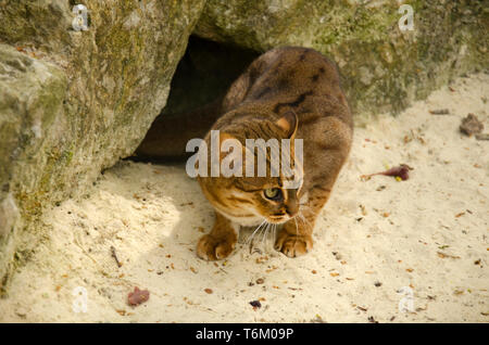 Il governo dello Sri Lanka arrugginito-spotted cat Foto Stock