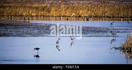 Avocette americane nel selvaggio Foto Stock