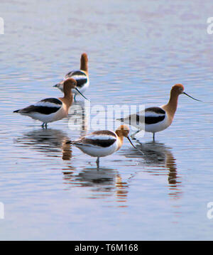 Avocette americane nel selvaggio Foto Stock