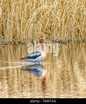 Avocette americane nel selvaggio Foto Stock