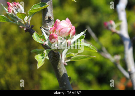 Close-up immagine di Apple Blossom semplicemente aprendo nella primavera del sole - Giovanni Gollop Foto Stock