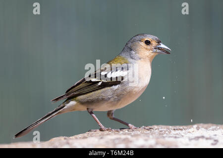 Primo piano del giallo Finch mangiare una nocciolina Foto Stock