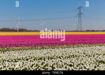 Tulipani olandesi campo con turbine eoliche e un pilone di potenza Foto Stock
