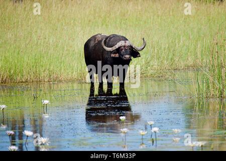 Buffalo in uno stagno di fiori in Moremi Game Reserve Foto Stock