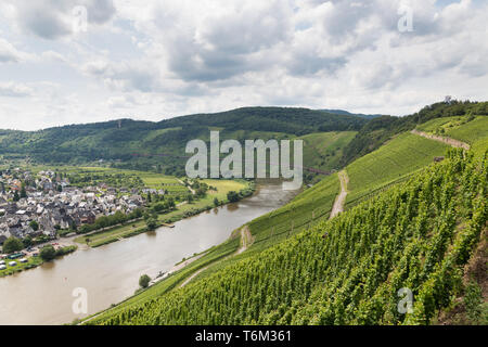 Vigneti in Germania lungo il fiume Moselle vicino Punderich Foto Stock