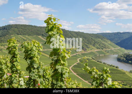 Vigneti lungo il fiume Mosella in Germania Foto Stock