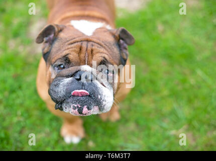 Un marrone e bianco Bulldog inglese leccare le sue labbra Foto Stock
