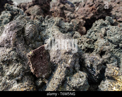 Rotto secchi naturali pietre di lava sulla Big Island delle Hawaii, Foto Stock