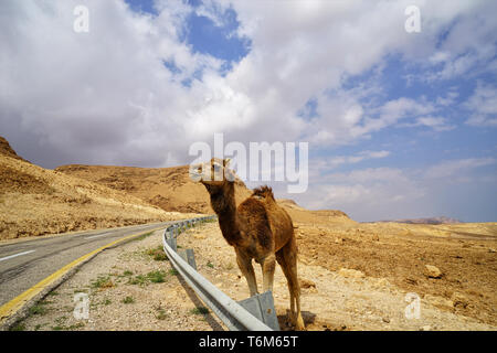 Cammello nel deserto del Negev in Israele. Foto Stock