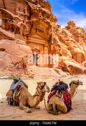 Camel appoggiato sulla sabbia in po' di Petra, Giordania Foto Stock