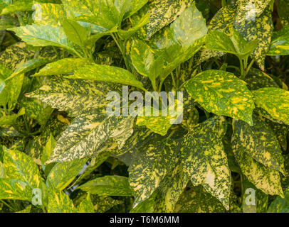 Polvere d oro pianta o aucuba japonica crescere all'aperto goldstrike alloro giapponese Foto Stock