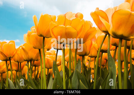 Bella tulipani gialli Foto Stock