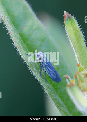 Sonronius dahlbomi, minuscolo leafhopper blu in appoggio sul loosestrife in Finlandia Foto Stock