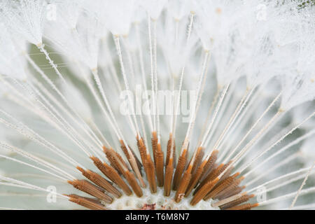 Blowball o clock comune di tarassaco, Taraxacum officinale Foto Stock
