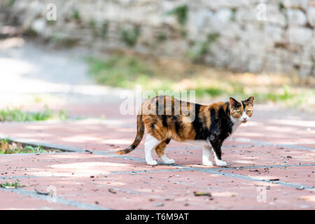 Gatta Calico al di fuori del giardino verde in piedi guardando dritto in telecamera a Perugia, Umbria, Italia park Foto Stock