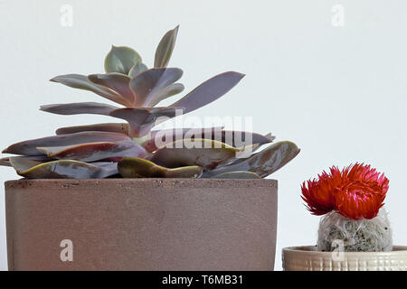 In prossimità di piante in camera (desert rose succulente e cactus con fiore rosso). Foto Stock