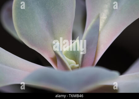 Macro del centro di una rosa del deserto succulento con verde, blu e viola per gradiente di colore su fogli. Foto Stock