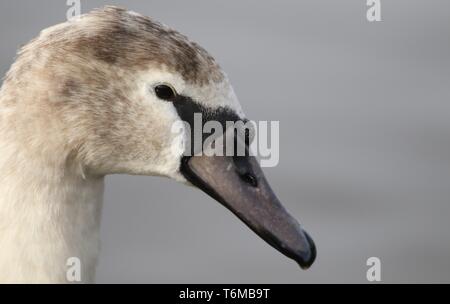 Close up ritratto di novellame di cigno (Cygnus olor) mostra becco grigio e la testa del piumaggio. Gloucestershire, Regno Unito, Febbraio 2019 Foto Stock