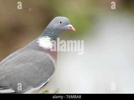 Woodpigeon comune (Columba palumbus) in un inverno con doccia a pioggia, mostrando il collo variopinto piumaggio, GLOUCESTERSHIRE REGNO UNITO, Febbraio 2019 Foto Stock