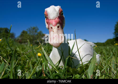 Anatra muta (Cairina moschata) Il peering nella lente della fotocamera, Somerset, Regno Unito Foto Stock