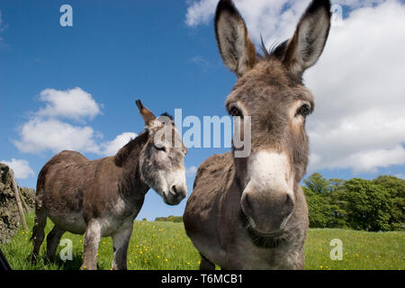 Coppia di asini in campo (Moniaive, Dumfries & Galloway, Scozia) Foto Stock