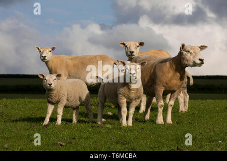 Allevamento di pecore beltex poste in campo, Carmarthenshire, Galles del Sud Foto Stock