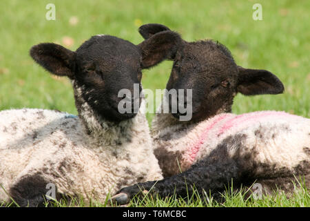 Coppia di nero di fronte Suffolk croce agnelli seduti insieme in campo, Yorkshire Dales, Inghilterra Foto Stock