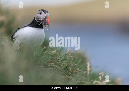 Atlantic puffini, Fratercula arctica, Nord Europa Foto Stock