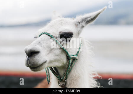 Ritratto di un llama (Lama glama) Foto Stock