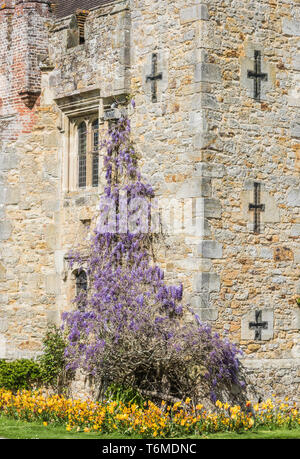 Glicine colorate sulle mura fortificate del castello di Hever nel Kent vicino a Edenbridge, casa ancestrale di Anne Boleyn, seconda moglie di Re Enrico VIII Foto Stock