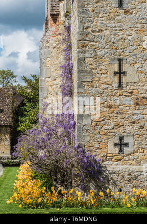 Glicine colorate sulle mura fortificate del castello di Hever nel Kent vicino a Edenbridge, casa ancestrale di Anne Boleyn, seconda moglie di Re Enrico VIII Foto Stock