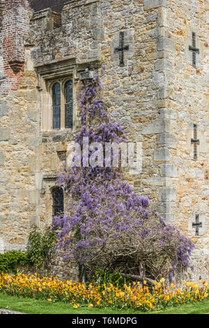 Wisaria colorate sulle mura fortificate del castello di Hever nel Kent vicino Edenbidge, casa ancestrale di Anne Boleyn, seconda moglie di Re Enrico VIII Foto Stock