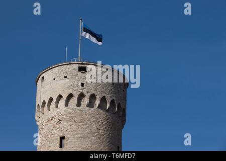 Tall Hermann torre a Tallinn Foto Stock