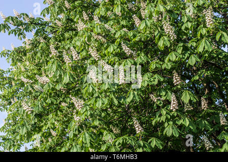 Cavallo castagno con molla fiori bianchi sulla giornata di sole Foto Stock