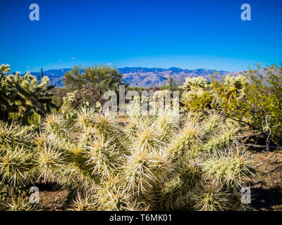 Un orsacchiotto Cholla nel Parco nazionale del Saguaro, Arizona Foto Stock