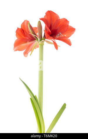 Blooming amaryllis su uno sfondo bianco Foto Stock