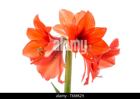 Blooming Amaryllis su uno sfondo bianco Foto Stock