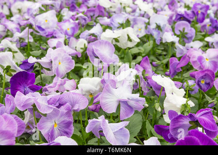 Campo dei fiori di viola mammola Foto Stock