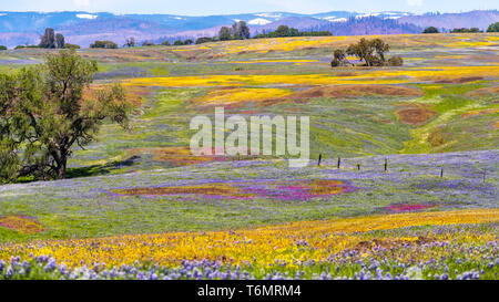 Fioritura di fiori di campo sul suolo roccioso del Nord Table Mountain Riserva Ecologica, Oroville, Butte County, California Foto Stock