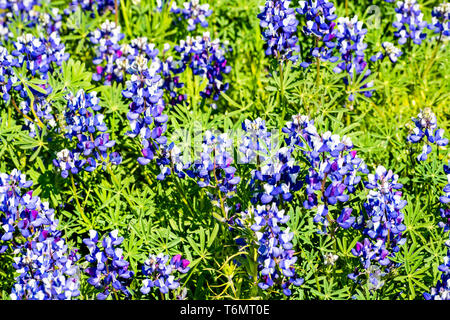 Prato ricoperto in Sky (Lupino Lupinus nanus) fiori selvatici, Nord Tabella Riserva Ecologica, Oroville, California Foto Stock
