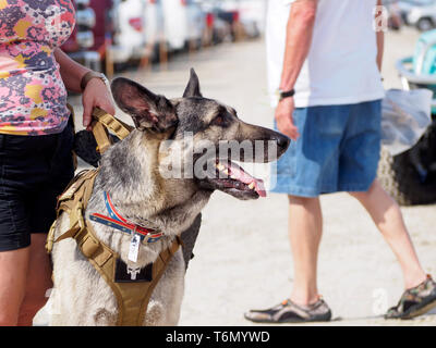 Il proprietario detiene il pastore tedesco cane per il cablaggio in spiaggia parcheggio al pet gentile 2019 Texas Sandfest in Port Aransas, Texas, Stati Uniti d'America. Foto Stock