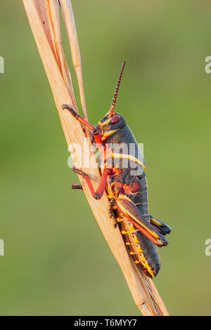 Un orientale gomma Grasshopper (Romalea microptera) nymph (fine) instar posatoi su una vegetazione. Foto Stock