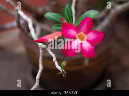 Rosa fiori di bignonia Adenium o fiore o Adenium multiflorum sulla struttura ad albero ed è in pentola. Foto Stock