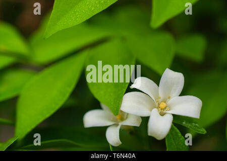 Orange jasmine in fiore nel giardino, fiore bianco, Close up - immagine Foto Stock