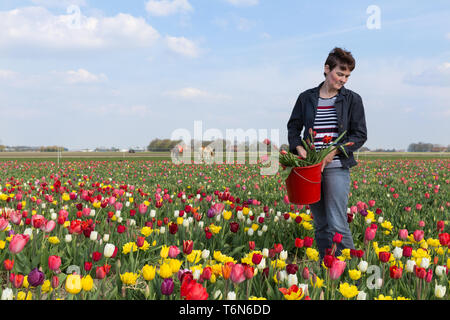 Donna spiumatura fiori in olandese campo di tulipani Foto Stock